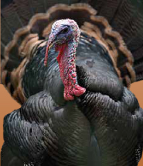 pavo