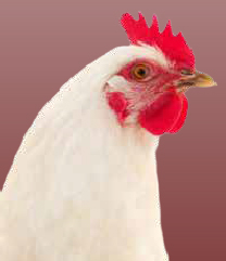 gallina córnica