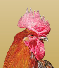 pollo de granja
