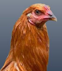 capón
