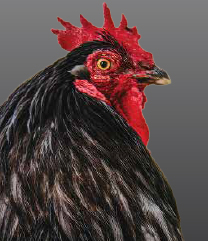 Pata negra