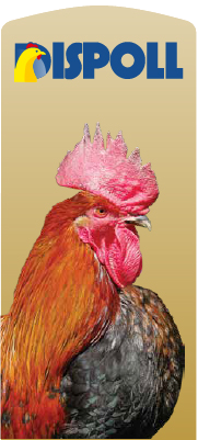 pollo de granja