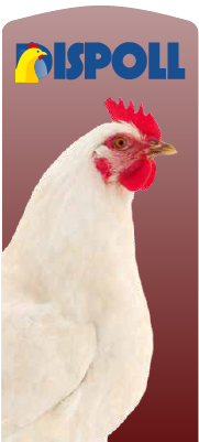 gallina córnica