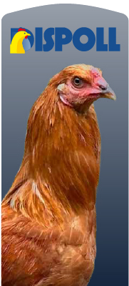 capón