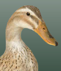 pato