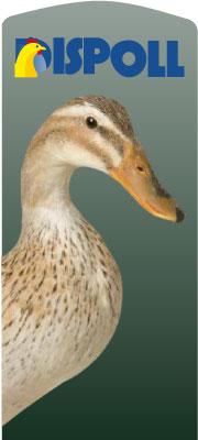 pato
