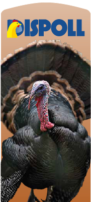 pavo