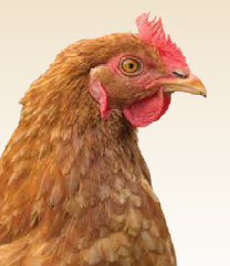 pularda